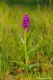 Attēlu rezultāti vaicājumam “Dactylorhiza majalis subsp. baltica flower”
