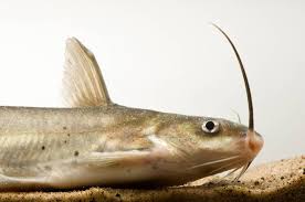 Image result for Ictalurus punctatus