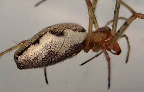 Attēlu rezultāti vaicājumam “Tetragnathidae”