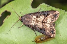 Attēlu rezultāti vaicājumam “Noctuidae”