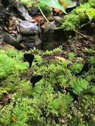 Attēlu rezultāti vaicājumam “Geoglossum sp.”