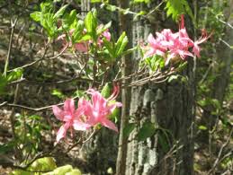 Attēlu rezultāti vaicājumam “Rhododendron calendulaceum”