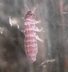 Attēlu rezultāti vaicājumam “Hypogastrura sp.”