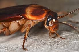 Attēlu rezultāti vaicājumam “Blattoptera”