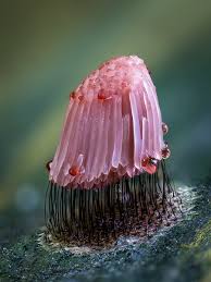 Attēlu rezultāti vaicājumam “Cribraria argillacea”