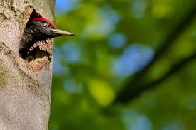 Attēlu rezultāti vaicājumam “Dryocopus martius”