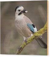 Attēlu rezultāti vaicājumam “Garrulus glandarius adult”