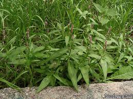 Attēlu rezultāti vaicājumam “Persicaria maculosa leaf”