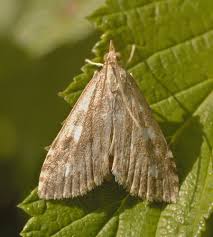 Attēlu rezultāti vaicājumam “Udea olivalis”