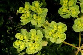 Attēlu rezultāti vaicājumam “Euphorbia helioscopia”