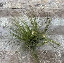 Attēlu rezultāti vaicājumam “Poa remota leaf”