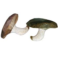 Attēlu rezultāti vaicājumam “Lactarius necator”