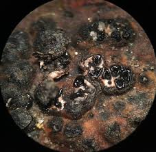 Attēlu rezultāti vaicājumam “Collaria sp.”