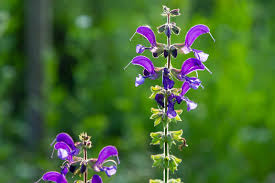 Attēlu rezultāti vaicājumam “Salvia pratensis”