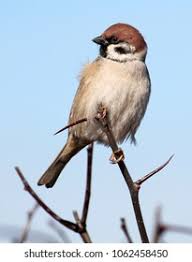 Attēlu rezultāti vaicājumam “Passer montanus adult”