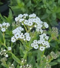 Attēlu rezultāti vaicājumam “Gypsophila paniculata”