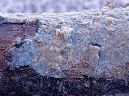 Attēlu rezultāti vaicājumam “Radulomyces confluens”