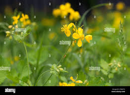 Attēlu rezultāti vaicājumam “Chelidonium majus flower”