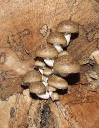 Attēlu rezultāti vaicājumam “Hypsizygus ulmarius”