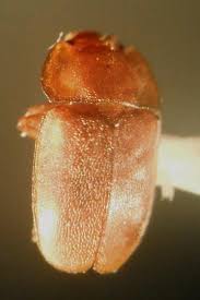 Attēlu rezultāti vaicājumam “Epuraea sp.”