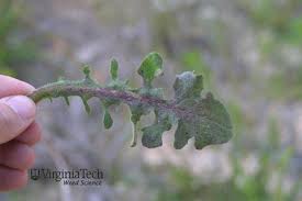 Attēlu rezultāti vaicājumam “Hypochaeris radicata bud”