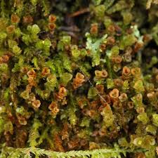 Attēlu rezultāti vaicājumam “Tetraphis pellucida”