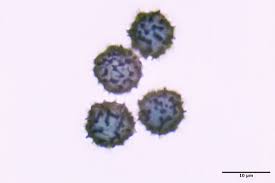 Attēlu rezultāti vaicājumam “Craterium leucocephalum stalked”