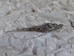 Attēlu rezultāti vaicājumam “Machilidae”