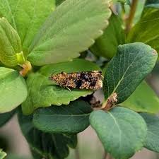 Attēlu rezultāti vaicājumam “Celypha siderana”
