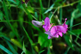 Attēlu rezultāti vaicājumam “Lathyrus tuberosus leaf”