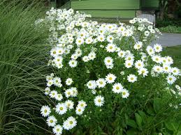 Image result for Leucanthemella serotina