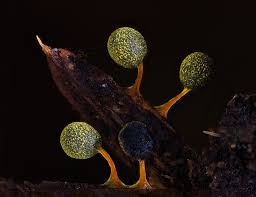 Attēlu rezultāti vaicājumam “Physarum penetrale spores”