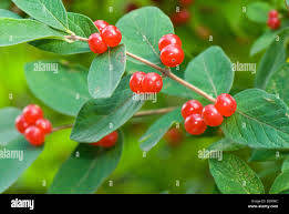Attēlu rezultāti vaicājumam “Lonicera caprifolium fruit”