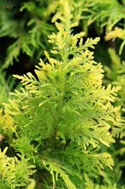 Attēlu rezultāti vaicājumam “Abietinella abietina”