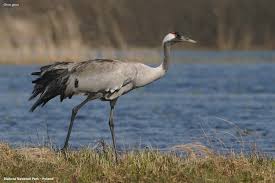 Attēlu rezultāti vaicājumam “Grus grus”