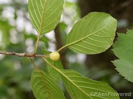 Attēlu rezultāti vaicājumam “Frangula alnus bud”