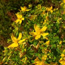 Image result for Johanniskraut