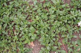 Attēlu rezultāti vaicājumam “Portulaca oleracea leaf”