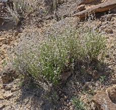 Attēlu rezultāti vaicājumam “Galium boreale fruit”
