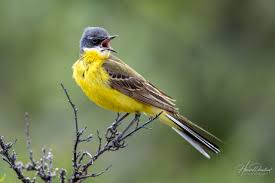 Attēlu rezultāti vaicājumam “Motacilla flava flava”