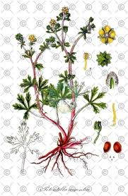 Attēlu rezultāti vaicājumam “Potentilla argentea fruit”