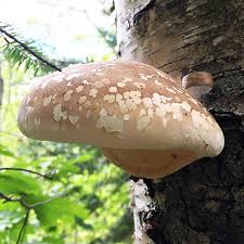 Attēlu rezultāti vaicājumam “Piptoporus betulinus”