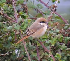 Image result for Lanius isabellinus