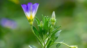 Image result for Convolvulus tricolor