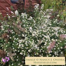 Image result for Aster lanceolatus
