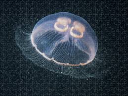 Attēlu rezultāti vaicājumam “Aurelia aurita”