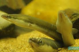 Image result for Anguilla anguilla