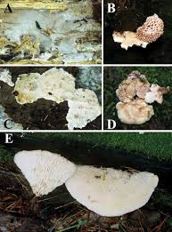 Attēlu rezultāti vaicājumam “Elmerina caryae”