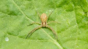 Attēlu rezultāti vaicājumam “Philodromidae”