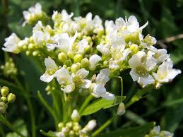 Attēlu rezultāti vaicājumam “Armoracia rusticana bud”